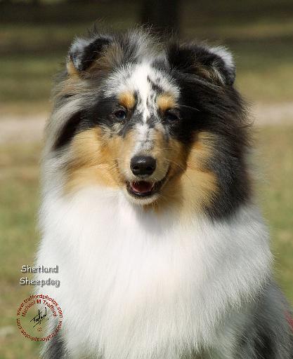 Shetland Sheepdog 9J089D-10.JPG